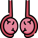 Testicular Disease