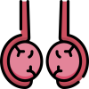 Testicular Disease